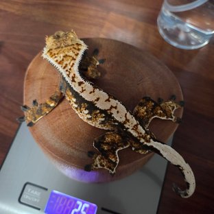 트라이 익스트림할리퀸 노멀