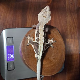 릴리100%헷아잔틱