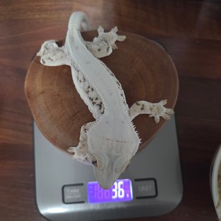 릴리화이트 솔리드백