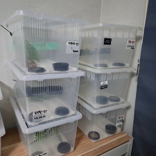 노멀 릴리화이트 릴잔틱 솔리드백 트라이 익스트림할리퀸