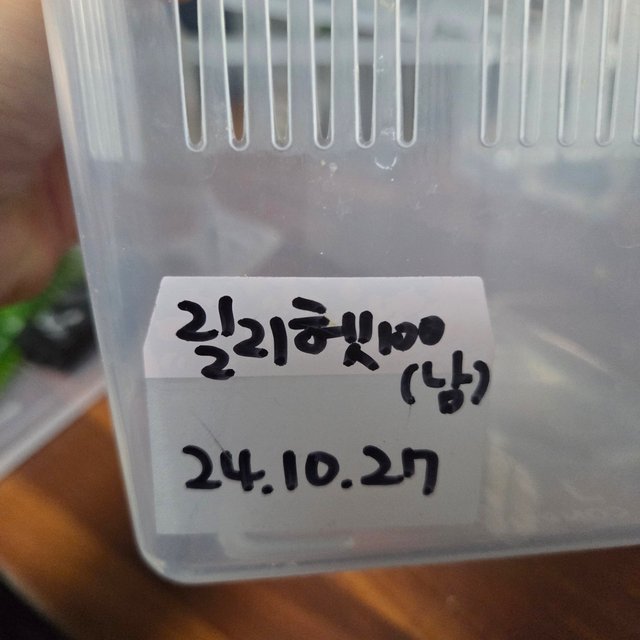 릴리100%헷아잔틱