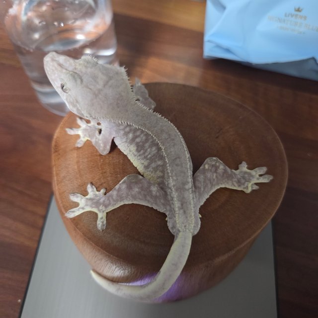 릴잔틱 팬텀 풀핀