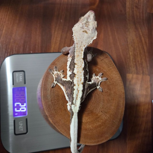 릴리100%헷아잔틱