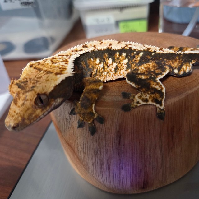 트라이 익스트림할리퀸 노멀