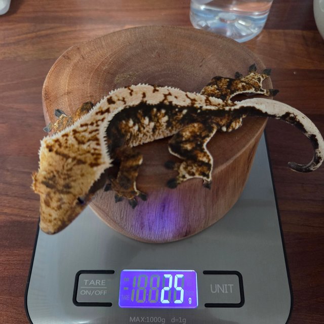 트라이 익스트림할리퀸 노멀