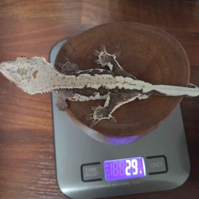 릴리100%헷아잔틱