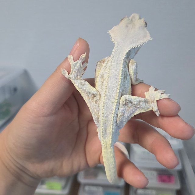 릴리화이트 솔리드백