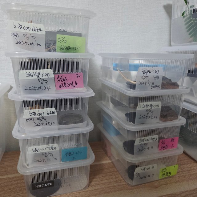 노멀 릴리화이트 릴잔틱 솔리드백 트라이 익스트림할리퀸