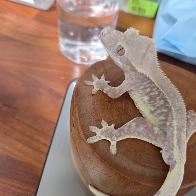 릴잔틱 팬텀 풀핀