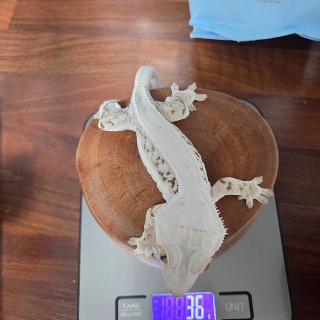 릴리화이트 솔리드백