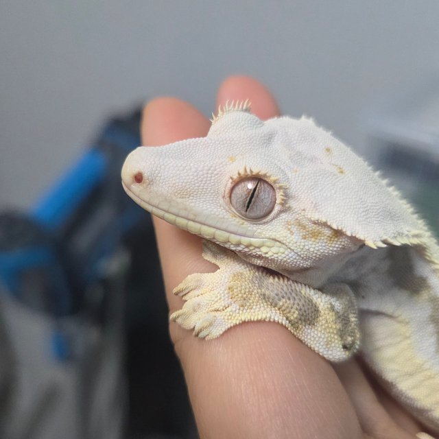 릴리화이트 솔리드백