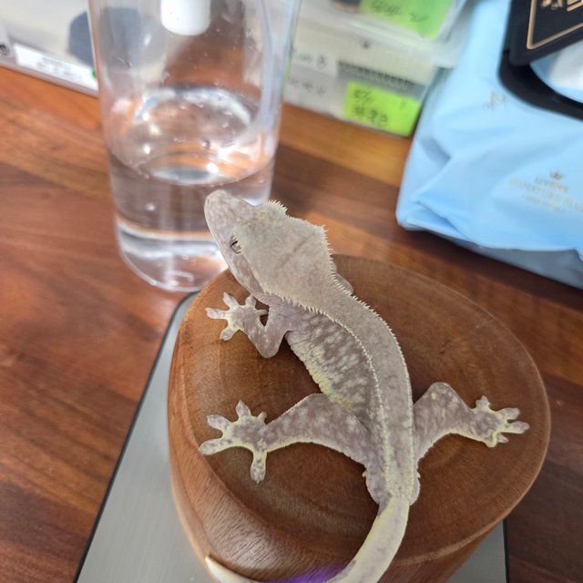 릴잔틱 팬텀 풀핀