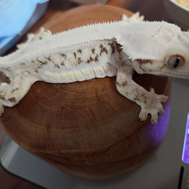 릴리화이트 솔리드백