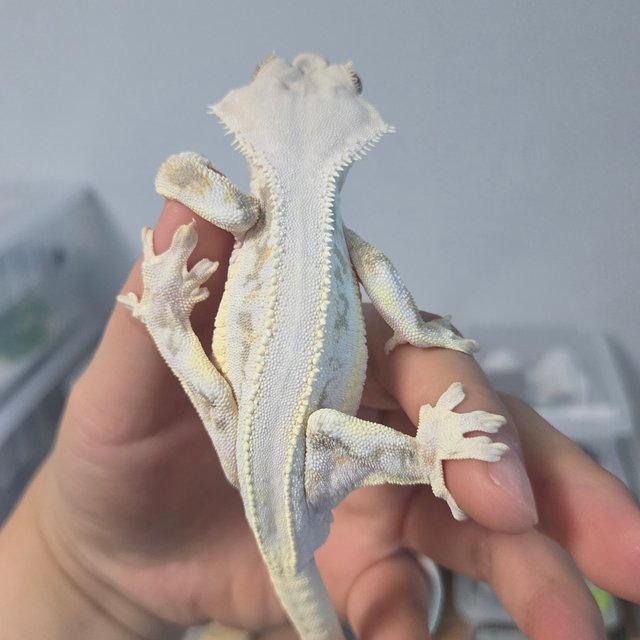 릴리화이트 솔리드백