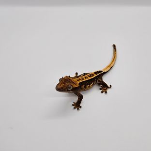 데이지1