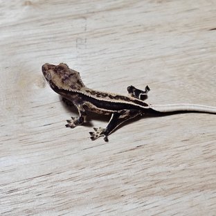 다크 슈퍼스트라이프 풀핀 노멀 쿼드