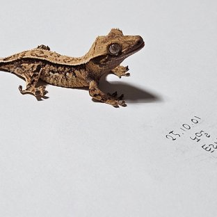 노멀 화이트포트홀 트라이