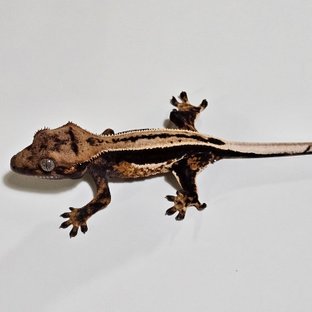 노멀 다크 쿼드 풀핀 슈퍼스트라이프