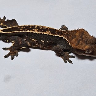 노멀 풀핀 엠티백 다크