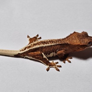 크림 릴리화이트