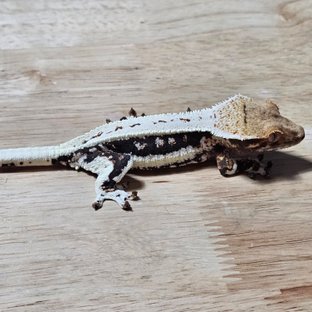 다크 풀핀 릴리화이트