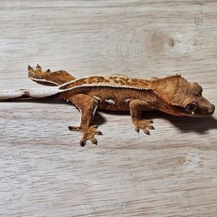노멀 크림시클