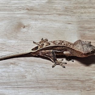 노멀 크림시클 팬텀