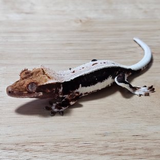 다크 풀핀 릴리화이트