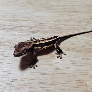 다크 풀핀 슈퍼스트라이프 쿼드 노멀