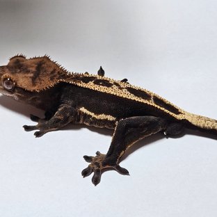 다크 노멀 풀핀 엠티백 쿼드