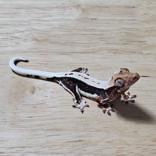 다크 릴리화이트
