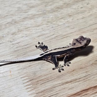 노멀 다크 쿼드 풀핀 슈퍼스트라이프