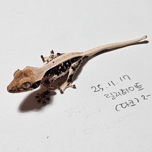 다크 풀핀 릴리화이트