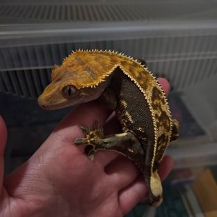Coco