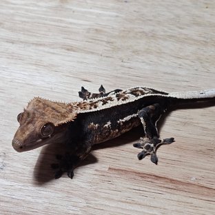 노멀 다크 풀핀 엠티백