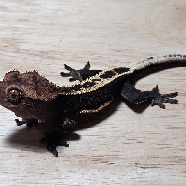 다크 노멀 풀핀 엠티백 쿼드