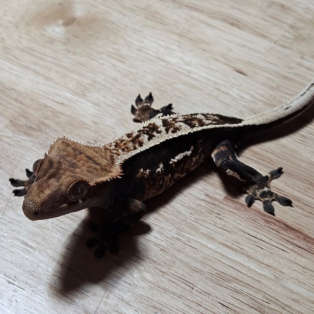 노멀 다크 풀핀 엠티백