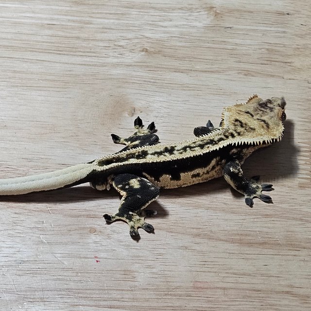 엠티백 쿼드 풀핀 블랙