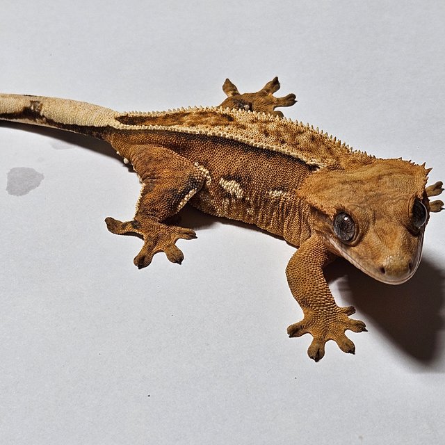 노멀 크림시클 엠티백 풀핀