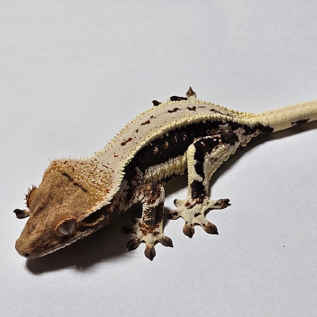 다크 풀핀 릴리화이트