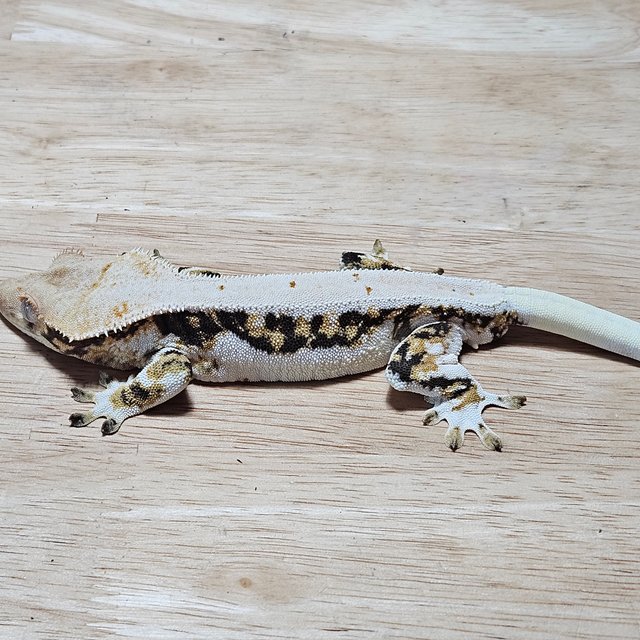 트라이 릴리화이트