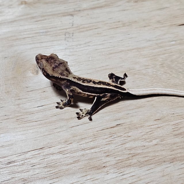 다크 슈퍼스트라이프 풀핀 노멀 쿼드