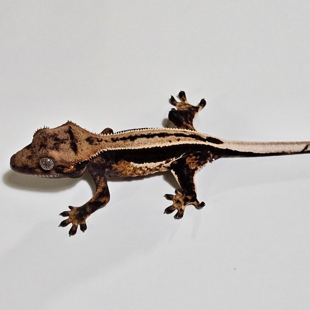 노멀 다크 쿼드 풀핀 슈퍼스트라이프