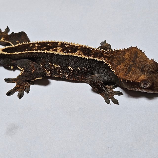 노멀 풀핀 엠티백 다크