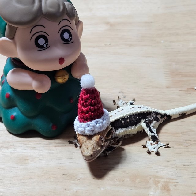 다크 풀핀 릴리화이트