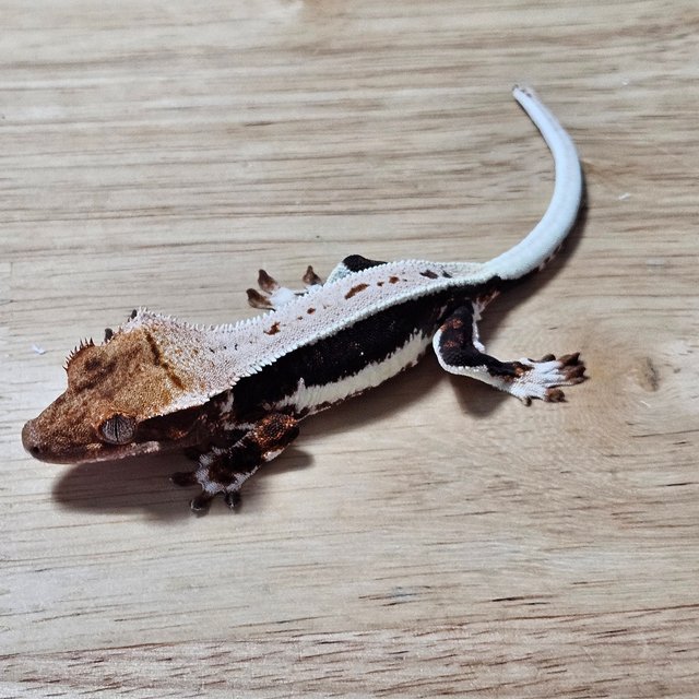 다크 풀핀 릴리화이트