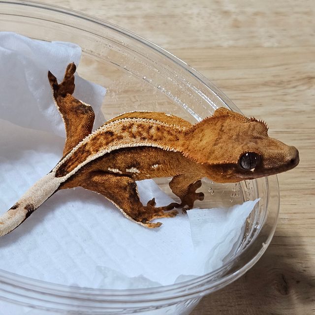 노멀 크림시클