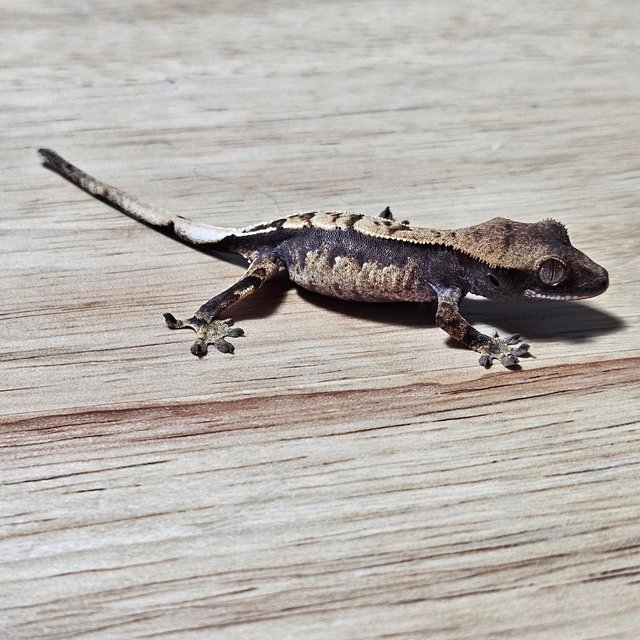 노멀 익스트림할리퀸