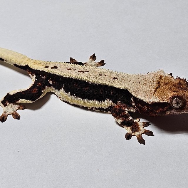 다크 릴리화이트 풀핀