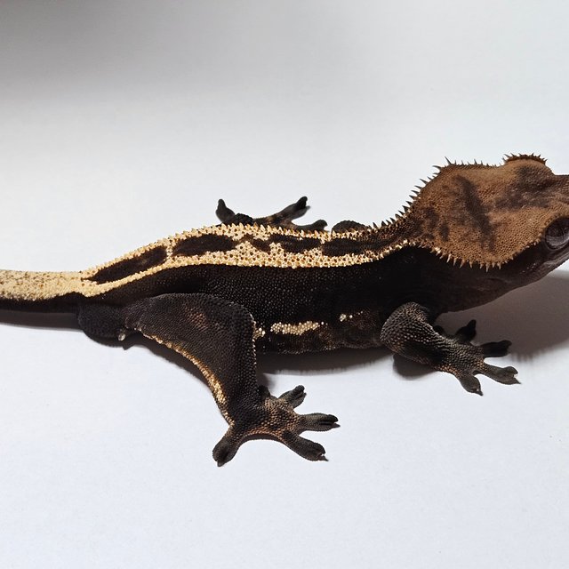 다크 노멀 풀핀 엠티백 쿼드